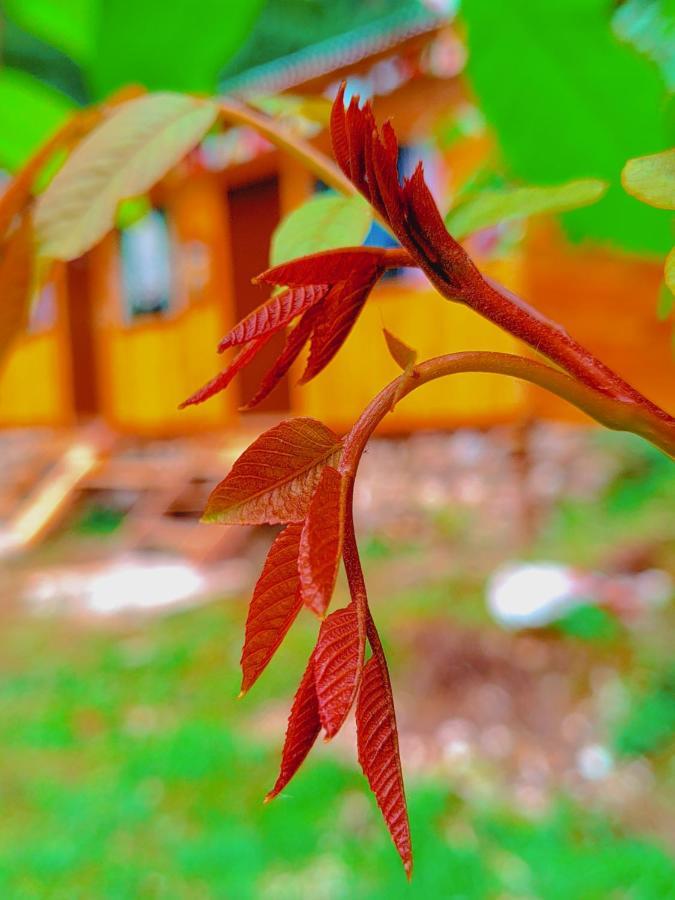 Shanti People Huts & Camp Kasol Εξωτερικό φωτογραφία